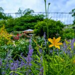 A vibrant garden with a yellow lily and purple flowers.