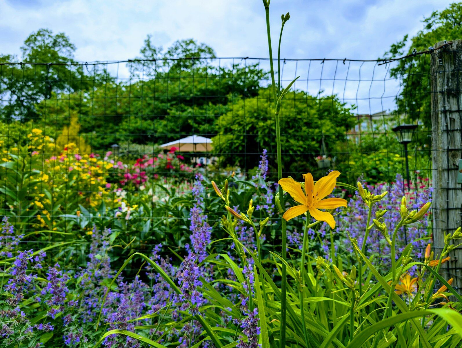 A vibrant garden with a yellow lily and purple flowers.
